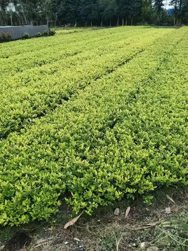 网球拍闲置还能用吗现在